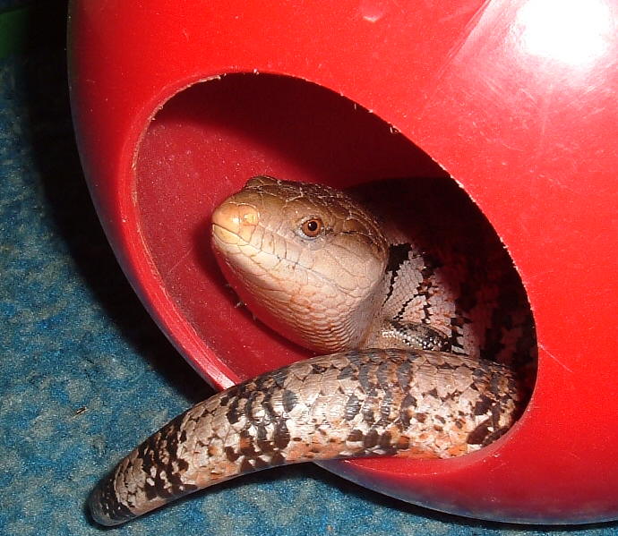Sauce in ferret ball