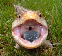 Aaaahhhh!