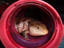 Sauce in ferret tunnel