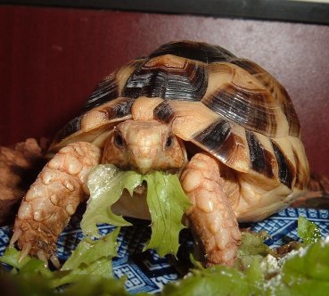 Kleinmanni Chow down