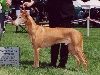 Noble Vet. Beauty