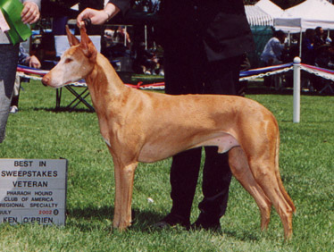 Noble Vet. Beauty