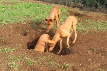 Big Holes