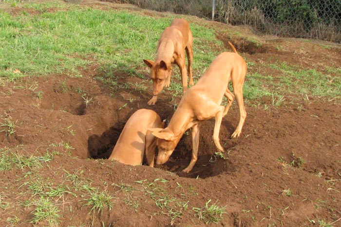 Big Holes