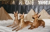 Egyptian Pharaoh Hounds