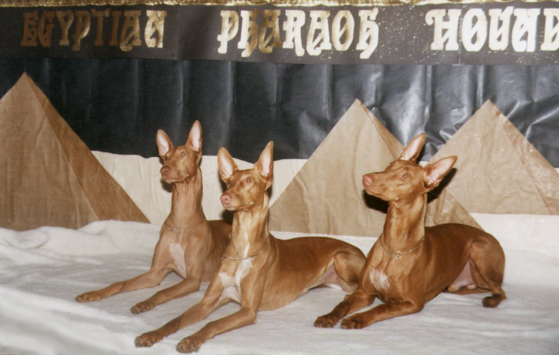 Egyptian Pharaoh Hounds