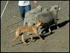 Herding PH