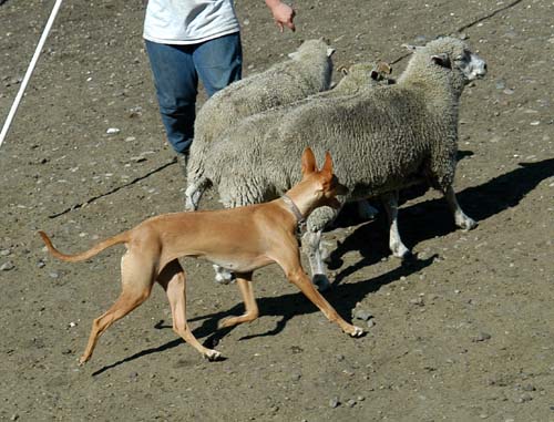 Herding PH