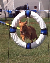 Tiya thru the Hoop