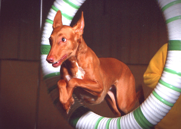 Tiya Green Hoop