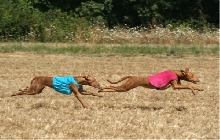 Menza Flat Out