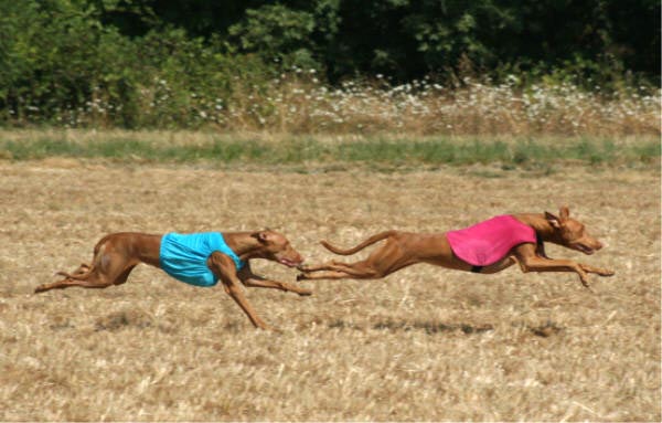 Menza Flat Out