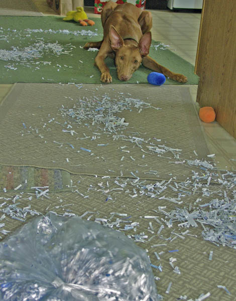 Baaaad Puppy!