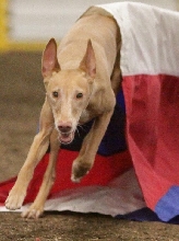 Nadia, single-foot chute