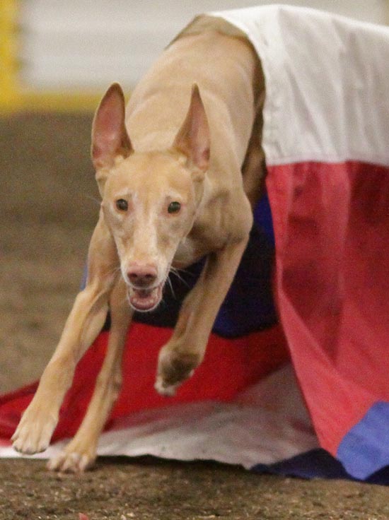 Nadia, single-foot chute