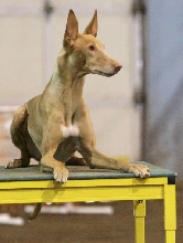 Nadia Table