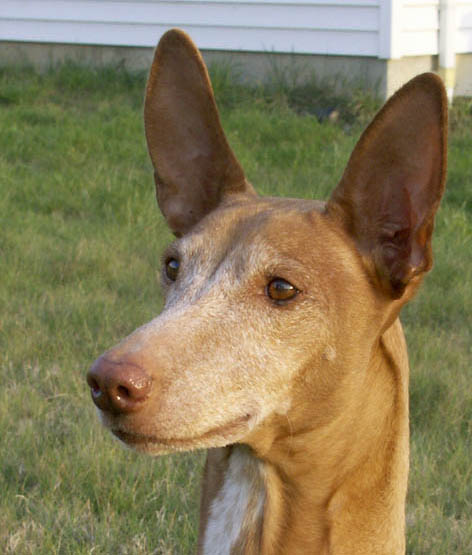 Nile - 10 yrs old