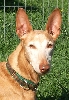 Noble, Age 11