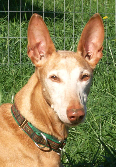 Noble, Age 11