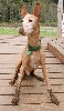 Noble, Puddle Digger