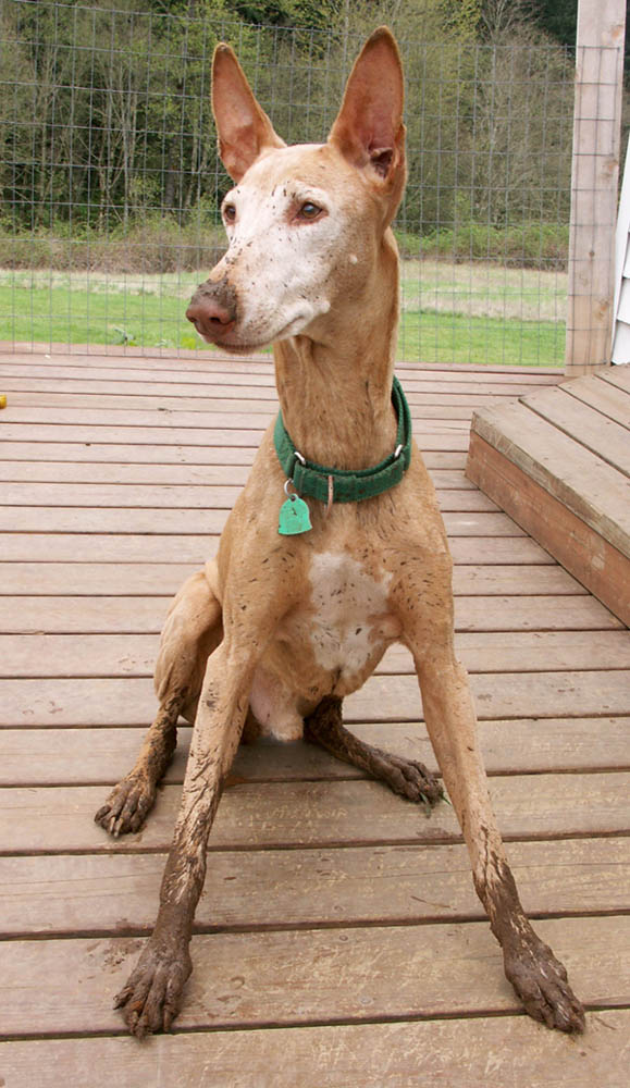 Noble, Puddle Digger