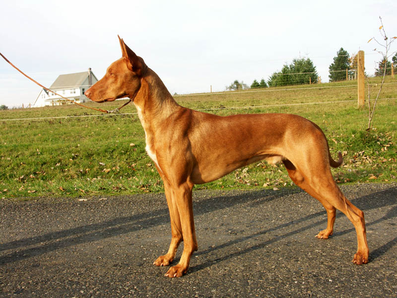 Sonic - 18 mo.