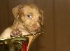 Samba's Menza