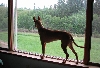 Rabbit Sighting