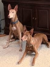 Regal & Samba 2