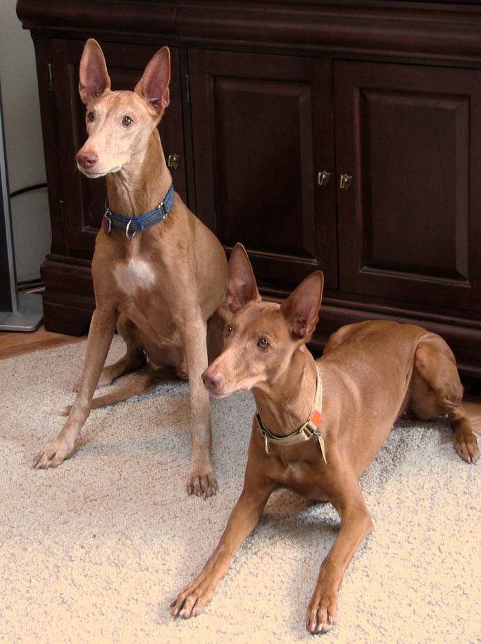 Regal & Samba 2