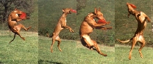 Regal, Frisbee Dog