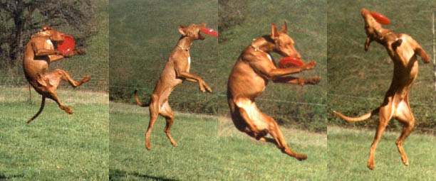 Regal, Frisbee Dog