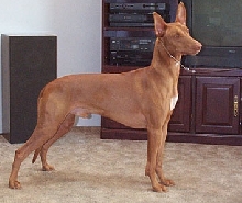 Regal