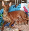 Samba & Newborns