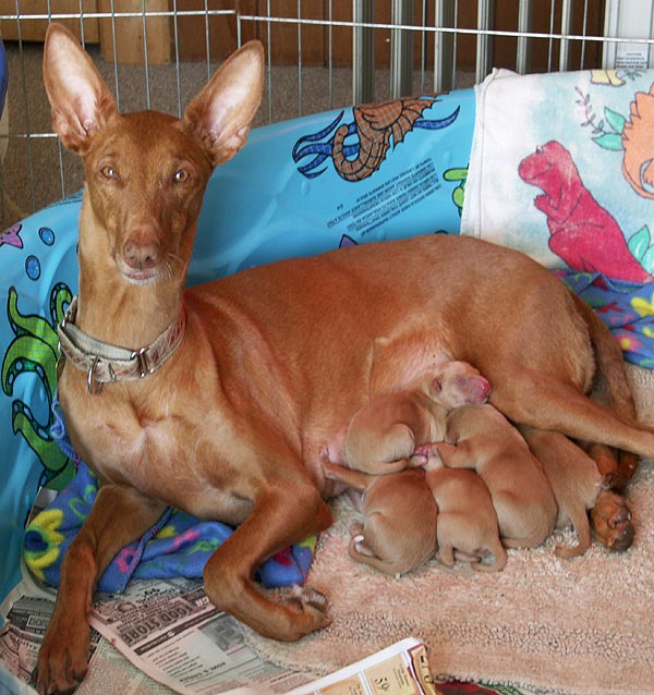 Samba & Newborns