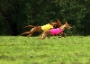 Sonic & Nadia coursing