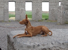 Zelda at Stonehenge USA