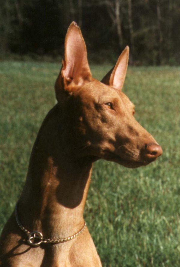 Noble