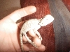 Puppy3