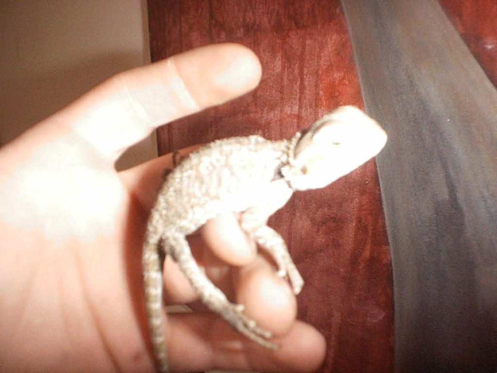Puppy3