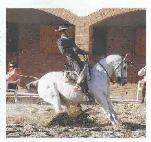 doma vaquera halt 1