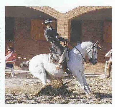 doma vaquera halt 1