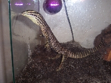 Baby argus tripoding