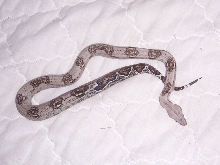COL. RED TAIL BOA