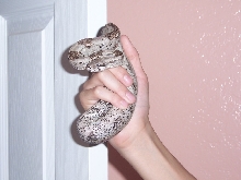 columbian red tail