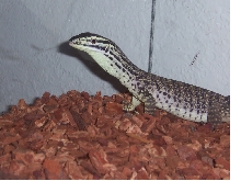 BABY ARGUS MONITOR