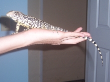 ARGENTINE BLACK AND WHITE TEGU