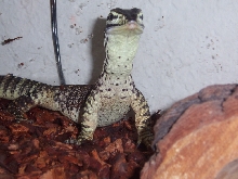 baby argus monitor