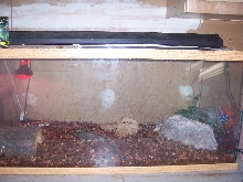 TEGU ENCLOSURE