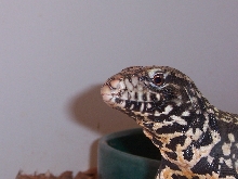 My argentine black and white tegu